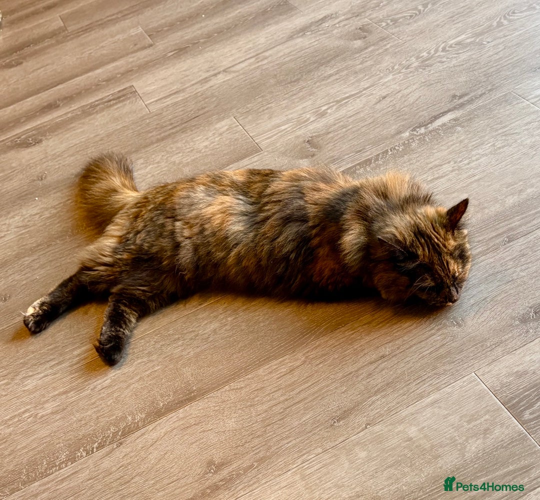 British Longhair cats for sale: FREE: re-home tortoise shell and tabby  - Image 2