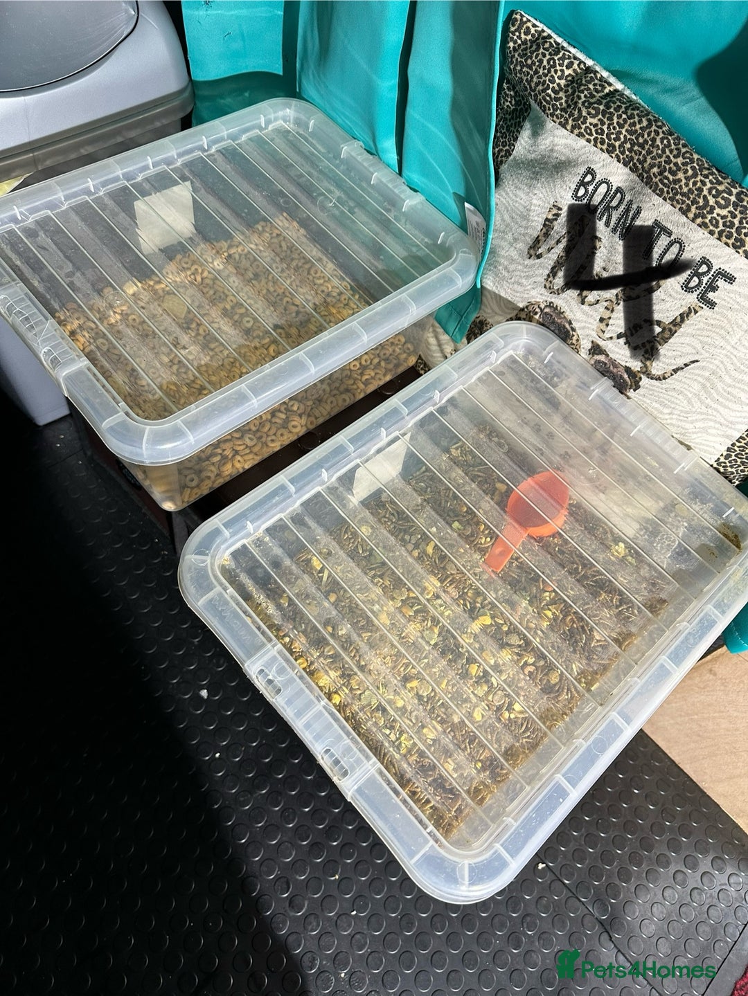 Rat rodents for sale: Rats & complete set up - Image 25