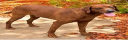 Labrador Retriever dogs for sale: WAITING LIST - KC Reg Dark Fox Red Litter - Advert 3