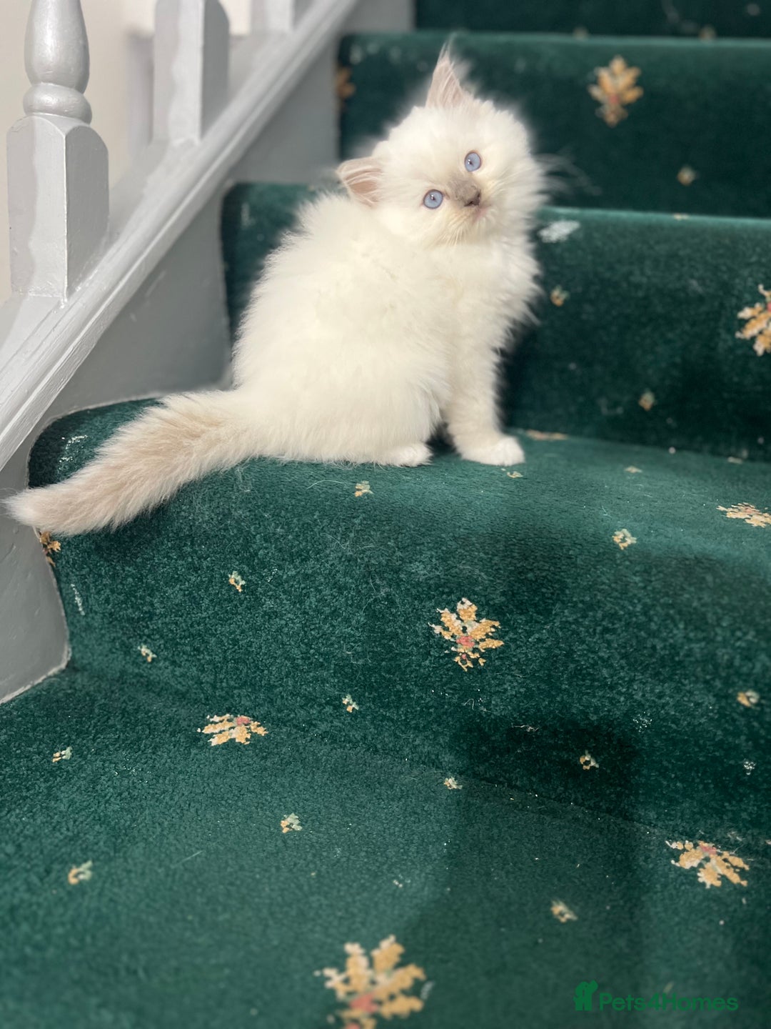 Ragdoll cats for sale: Extremely white Ragdoll boy! - Image 14