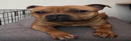 Staffordshire Bull Terrier dogs for stud: Exceptional Red Staffordshire Bull Terrier! - Advert 16
