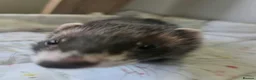 Ferret rodents for sale: 2 female Jill's for rehoming  - Advert 3