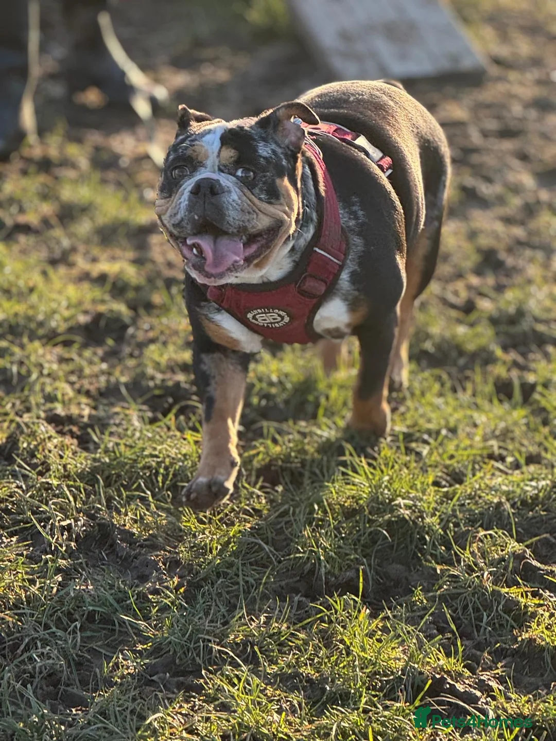 Old Tyme Bulldog dogs for sale: Enzo  - Advert 3