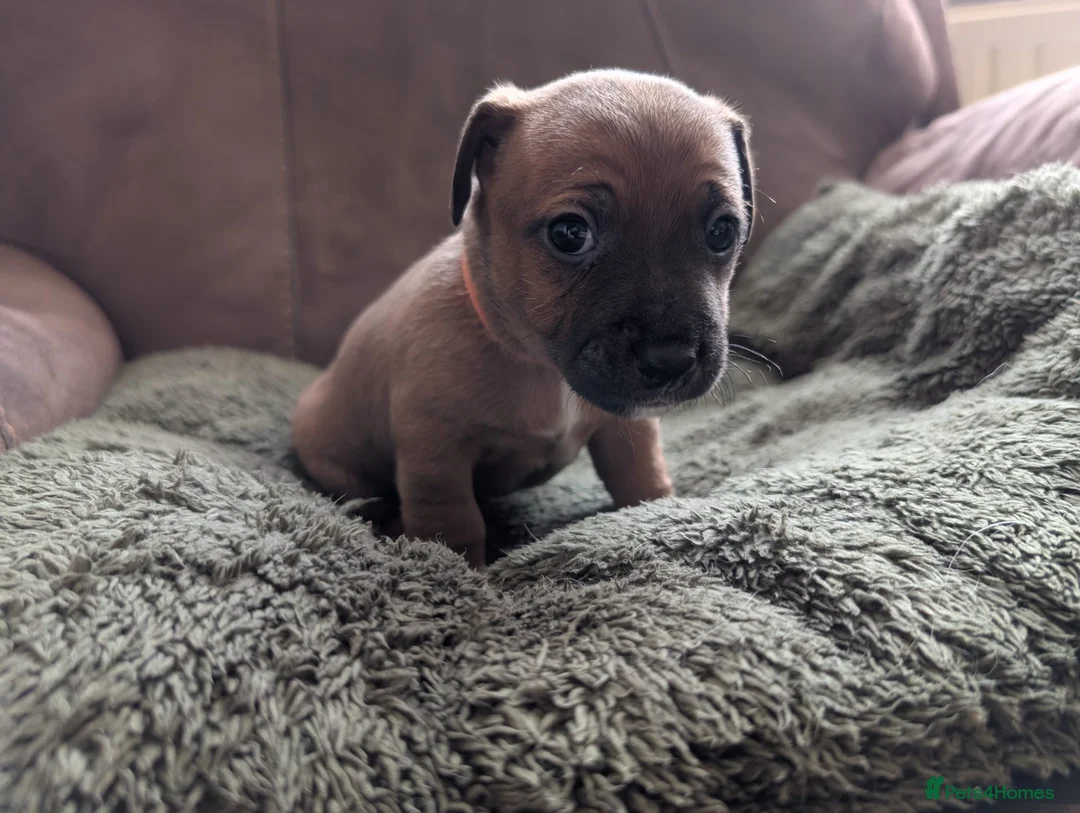 Jack Russell dogs for sale: Jack Russell Puppies, Ready 20th March - Advert 16