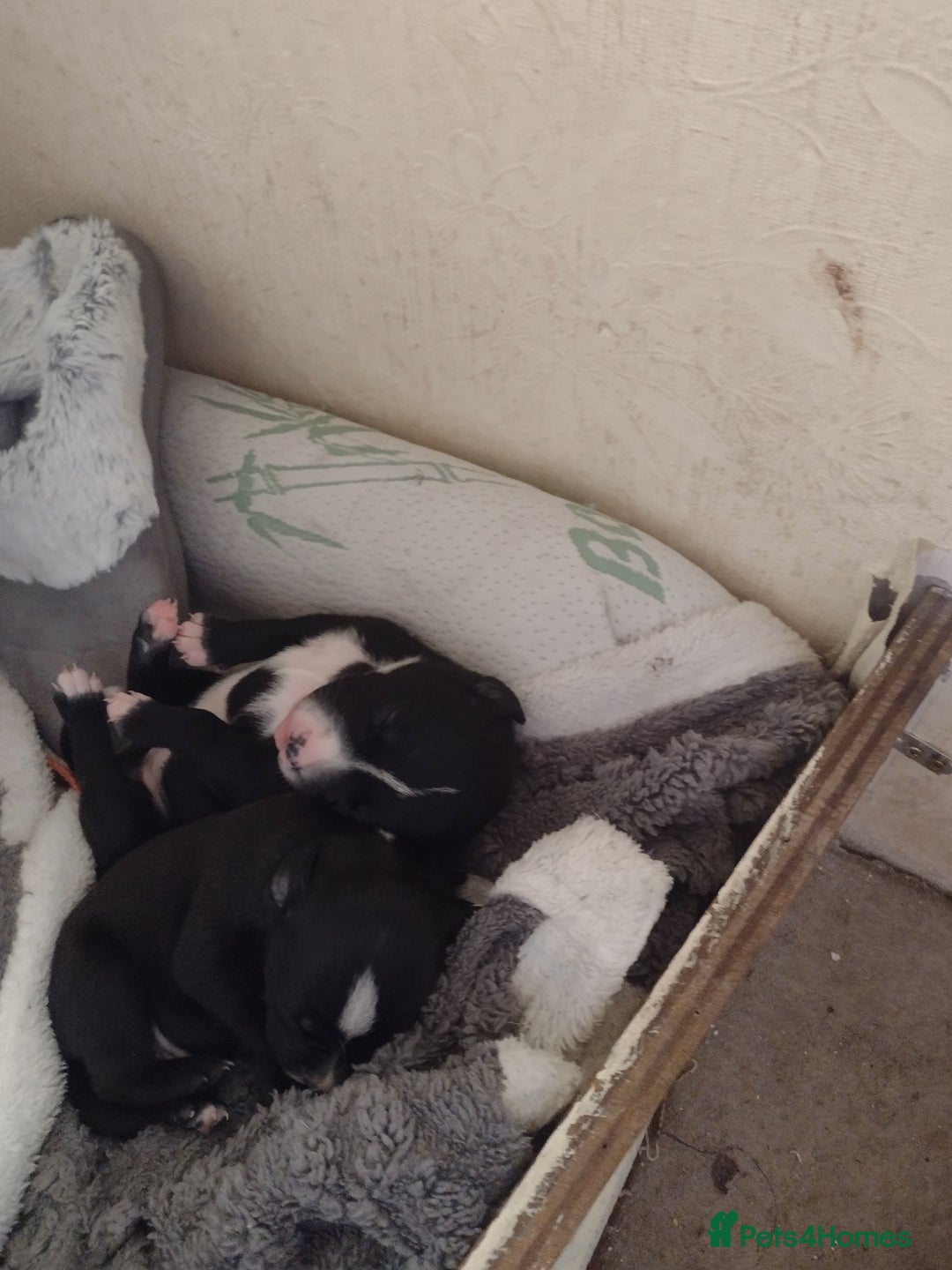Mixed Breed dogs for sale: Staffy x puppies  - Image 4