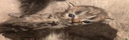 Persian cats for sale: Stunning pure Persian babies - Advert 7