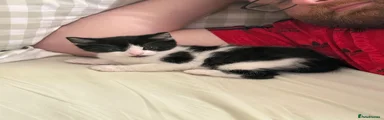 Black & White Kitten