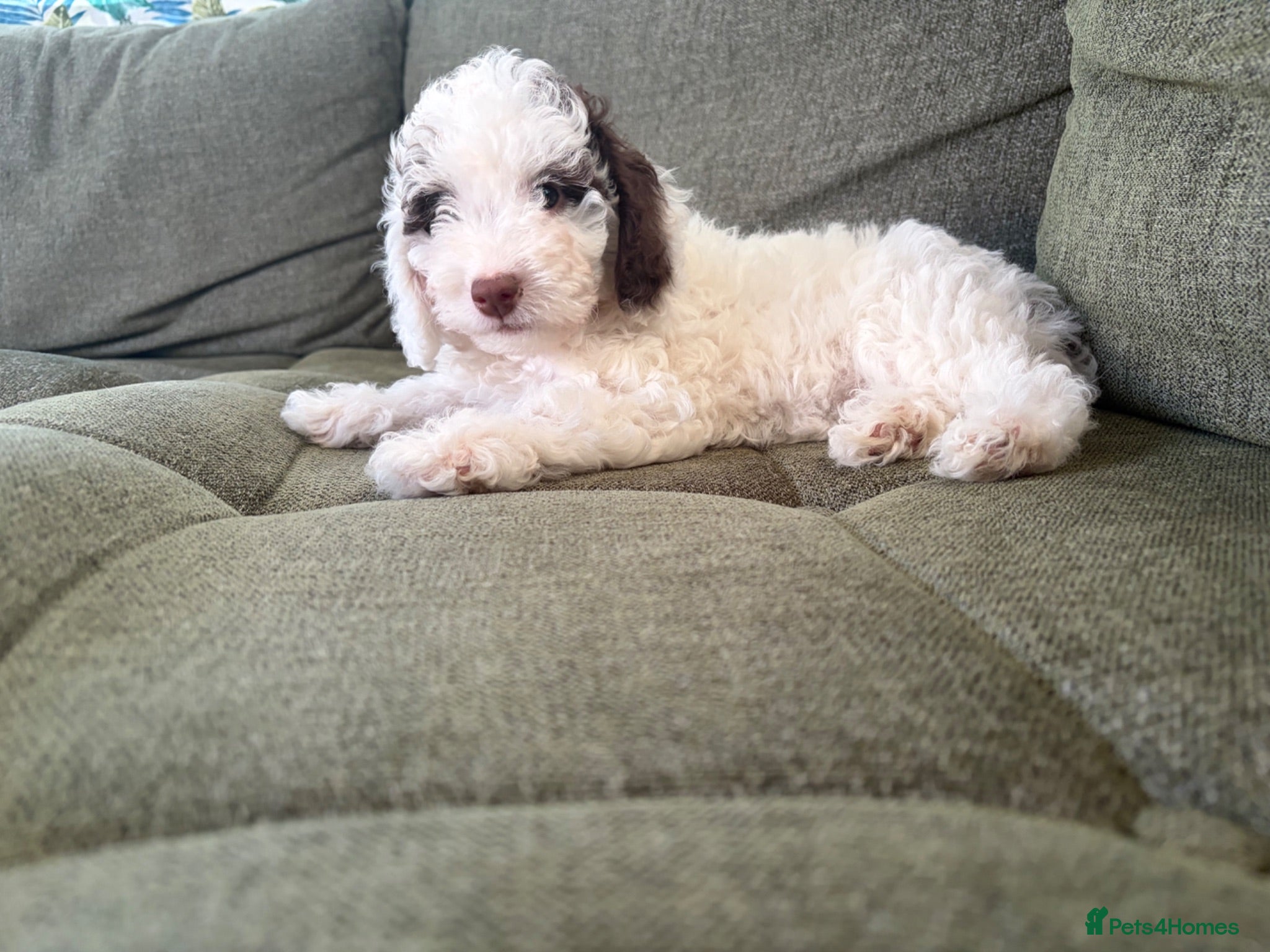 Cockapoo dogs 1 puppy left! F1b chocolate parti cockapoo  - Advert 18