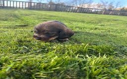 Dachshund dogs for sale: WHD - Wirehaired Dachshund (Teckle) Pups - Image 37