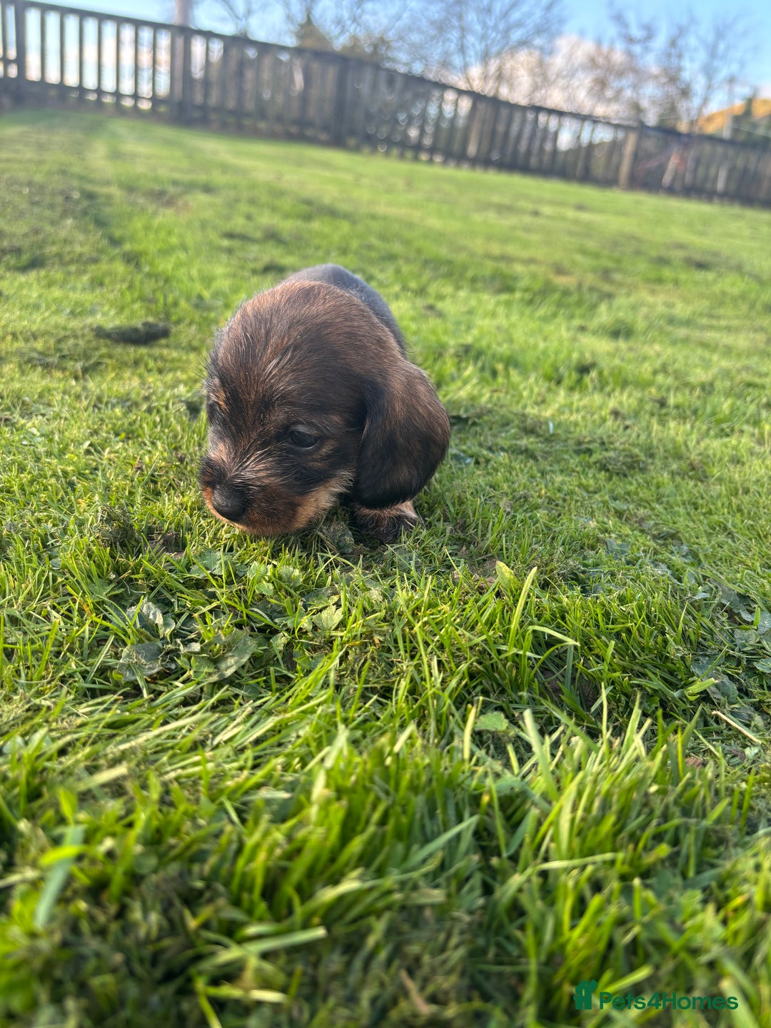 Dachshund dogs for sale: WHD - Wirehaired Dachshund (Teckle) Pups - Image 37
