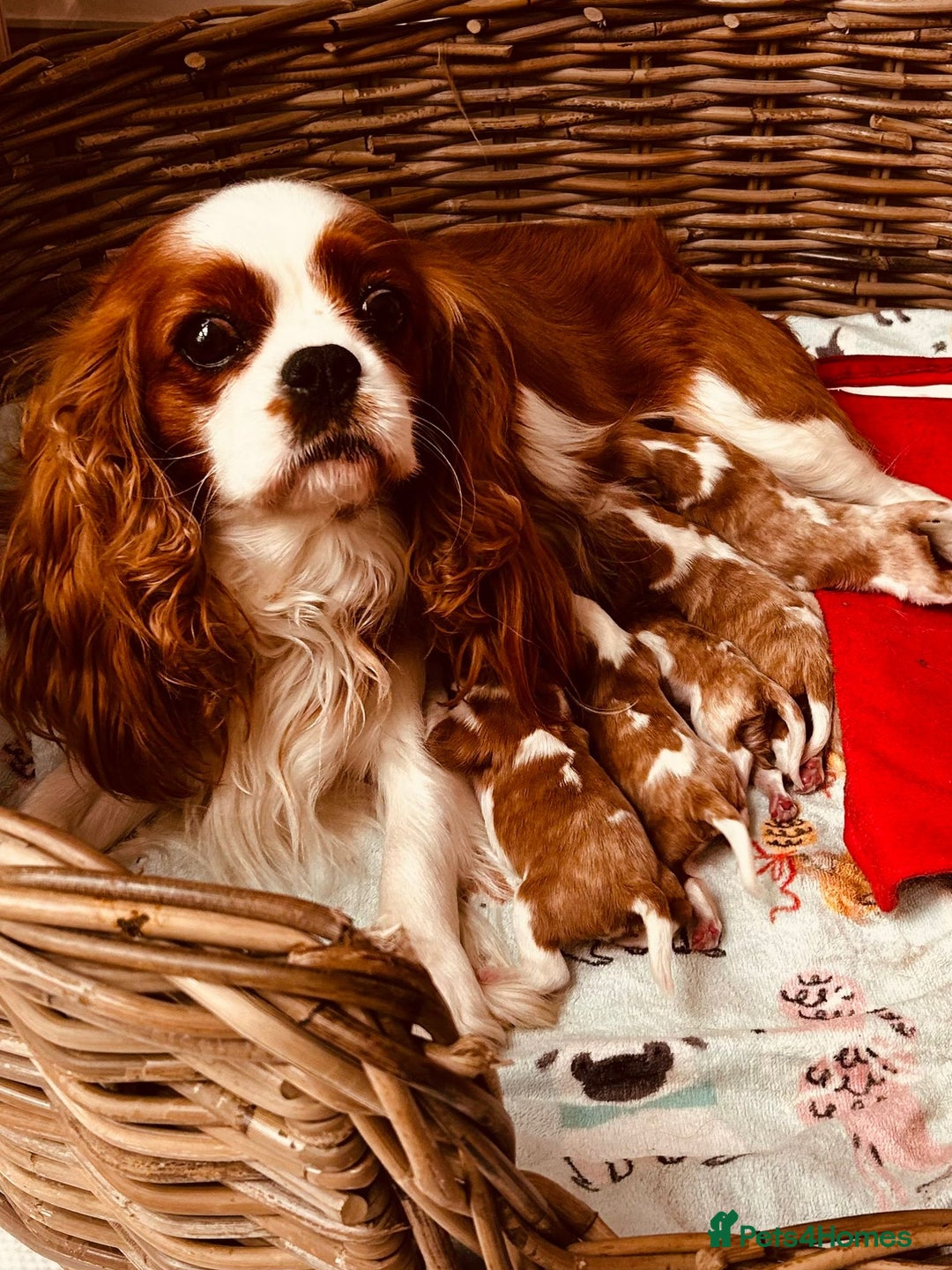 Cavalier King Charles Spaniel dogs for sale: Stunning cavalier King Charles puppies  - Image 9