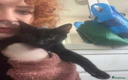 Domestic Shorthair cats for sale: Beautiful black boy looking for a furrever home!! - Image 9