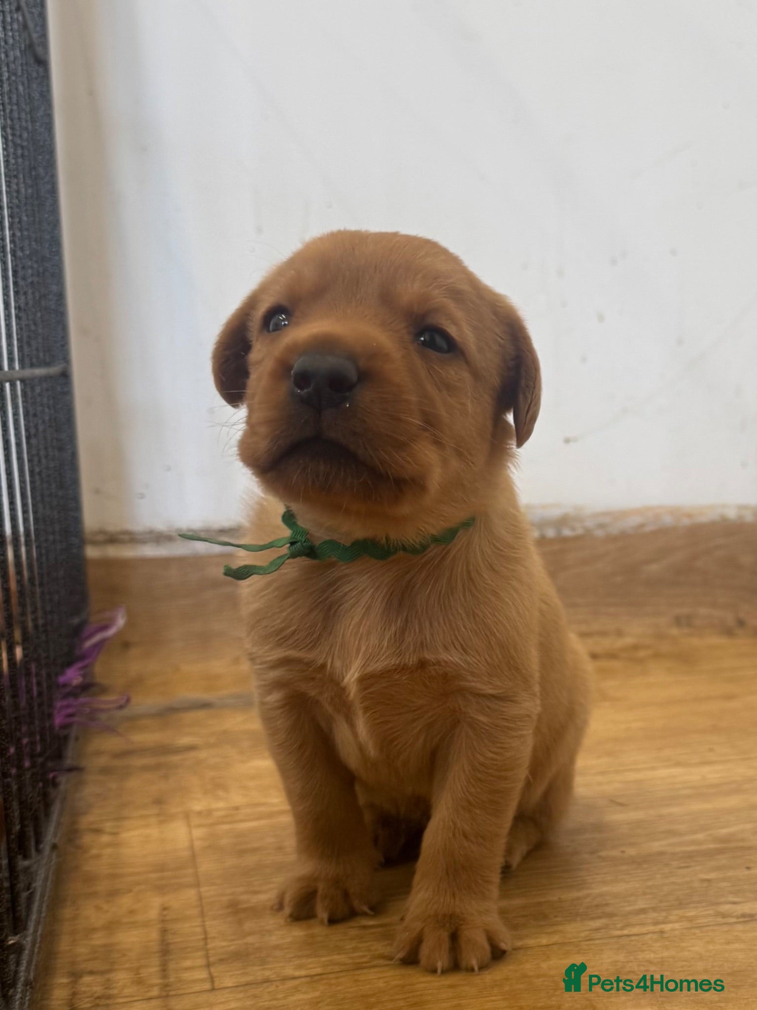 Labrador Retriever dogs Outstanding Red&Yellow Labradors,KC&health tested - Advert 1