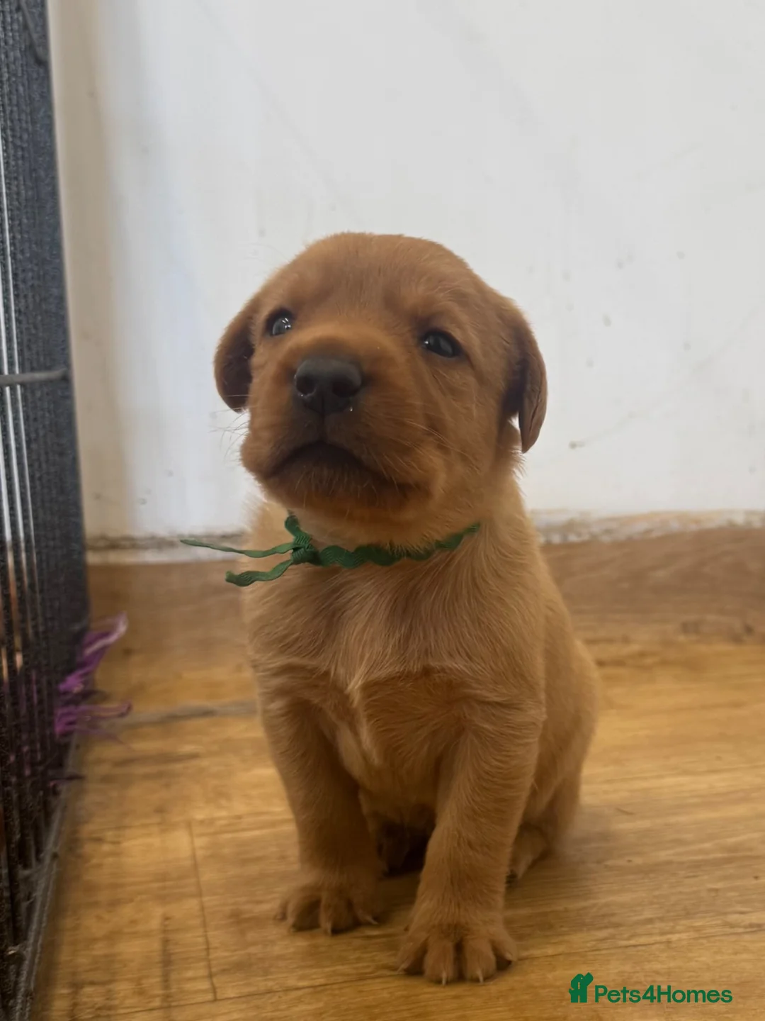 Labrador Retriever dogs for sale: Outstanding Red&Yellow Labradors,KC&health tested - Advert 1