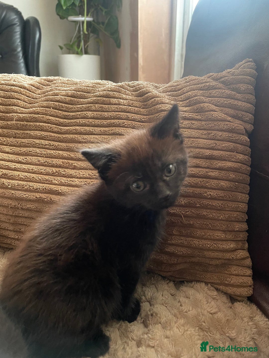 Mixed Breed cats for sale: BLACK KITTENS - Image 5