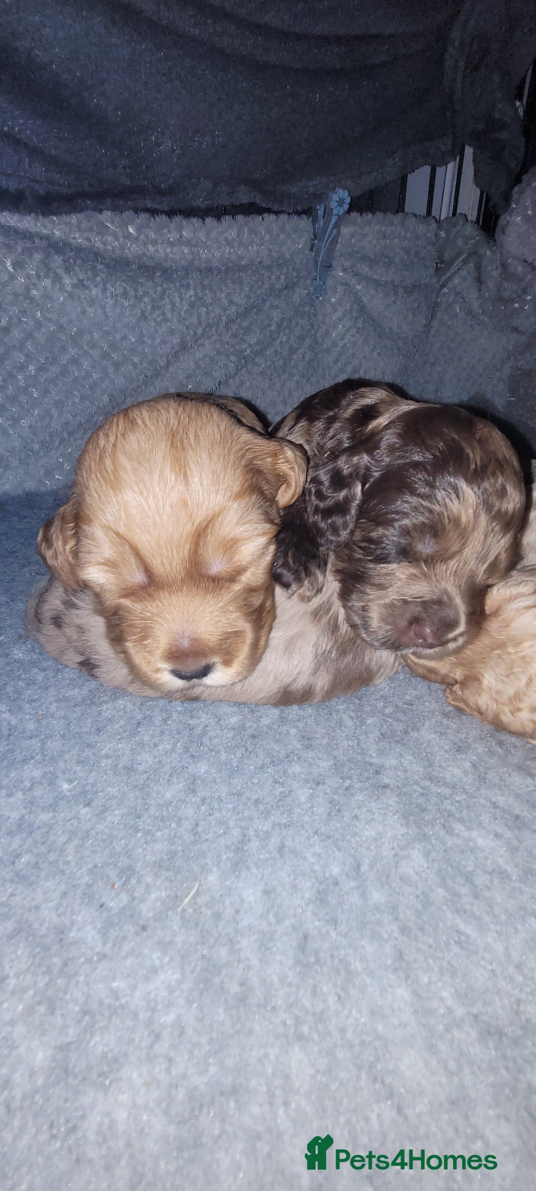 Cockapoo dogs for sale: F3b Merle Cockapoos - Image 19