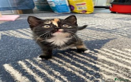 Mixed Breed cats for sale: 5 kittens for sale - Image 13