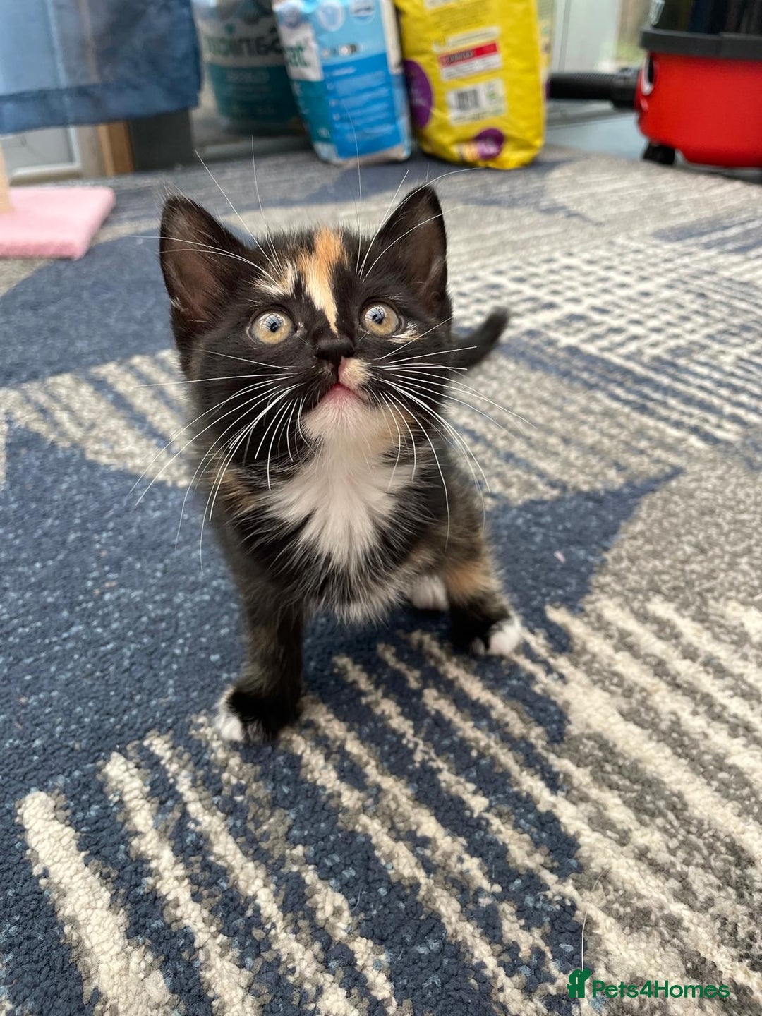 Mixed Breed cats for sale: 5 kittens for sale - Image 13