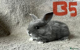 Mixed Breed rabbits for sale: Mini Dutch lops  - Image 8