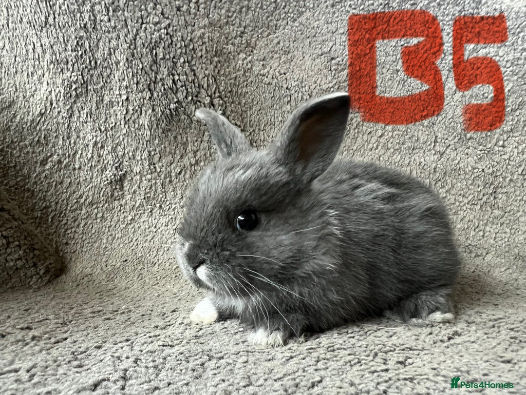 Mixed Breed rabbits for sale: Mini Dutch lops  - Image 8