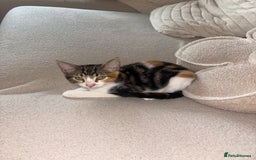 Bengal cats for sale: Kittens mixes bengal & calico  - Image 5