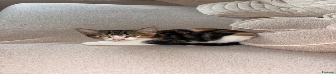 Calico Kitten 2