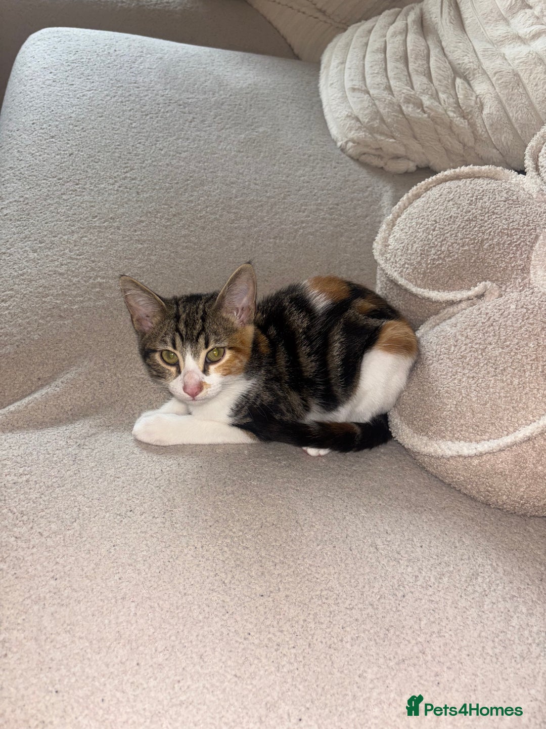 Bengal cats for sale: Kittens mixes bengal & calico  - Image 5