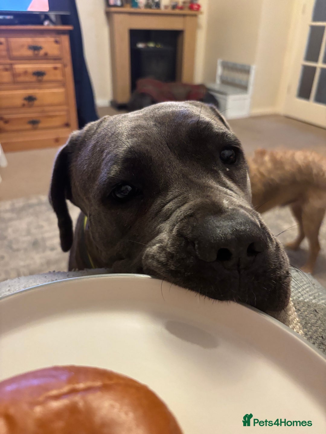 Cane Corso dogs for sale: Bella the Cane Corso  - Image 6