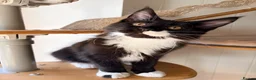Maine Coon cats for sale: Gccf male Maine coon kitten  - Advert 3