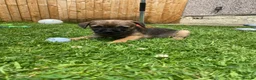 Border Terrier dogs for sale: ⭐️KC BORDER TERRIER PUPPIES, SLEM CLEAR - Advert 14