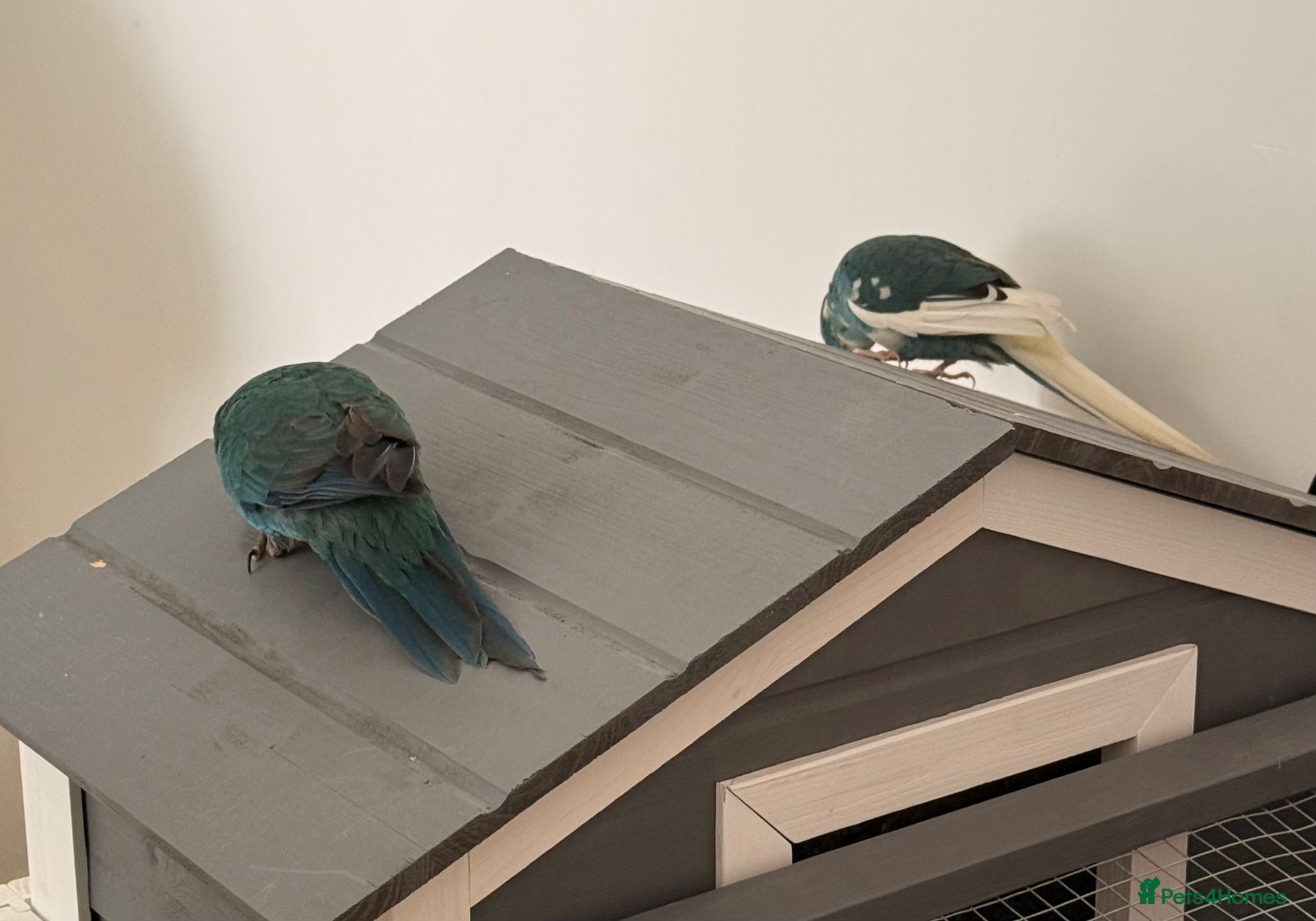 Parrots birds Bonded pair of kakarikis make and female  - Advert 11