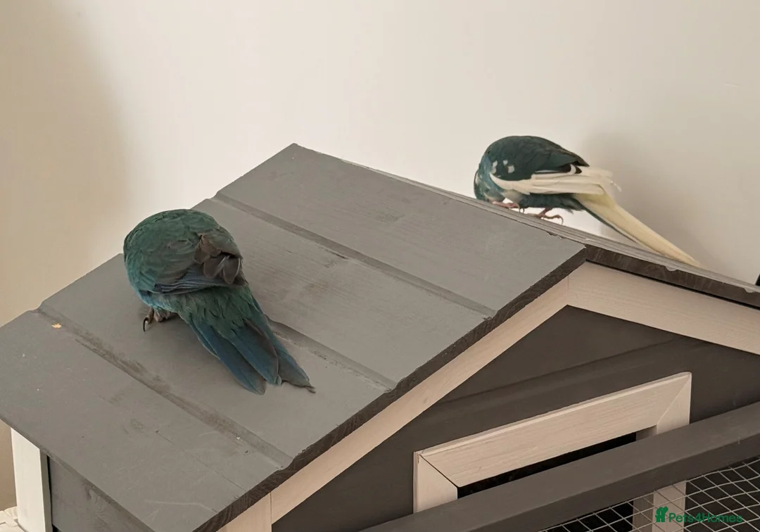 Parrots birds for sale: Bonded pair of kakarikis male and female  - Advert 1