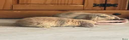 Mixed Breed rabbits for sale: Baby bunnies  - Advert 6