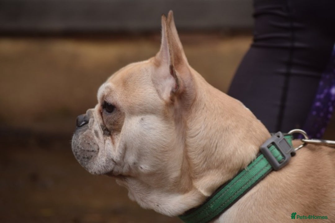 French Bulldog dogs for stud: Latte male proven stud in Harpenden - Image 6