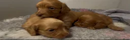 Miniature Dachshund dogs for sale: 2 beautiful long haired Miniature Dachshunds - Advert 19