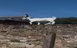 Goats livestock for sale: 2 male pygmy goats in need of new home - Image 2