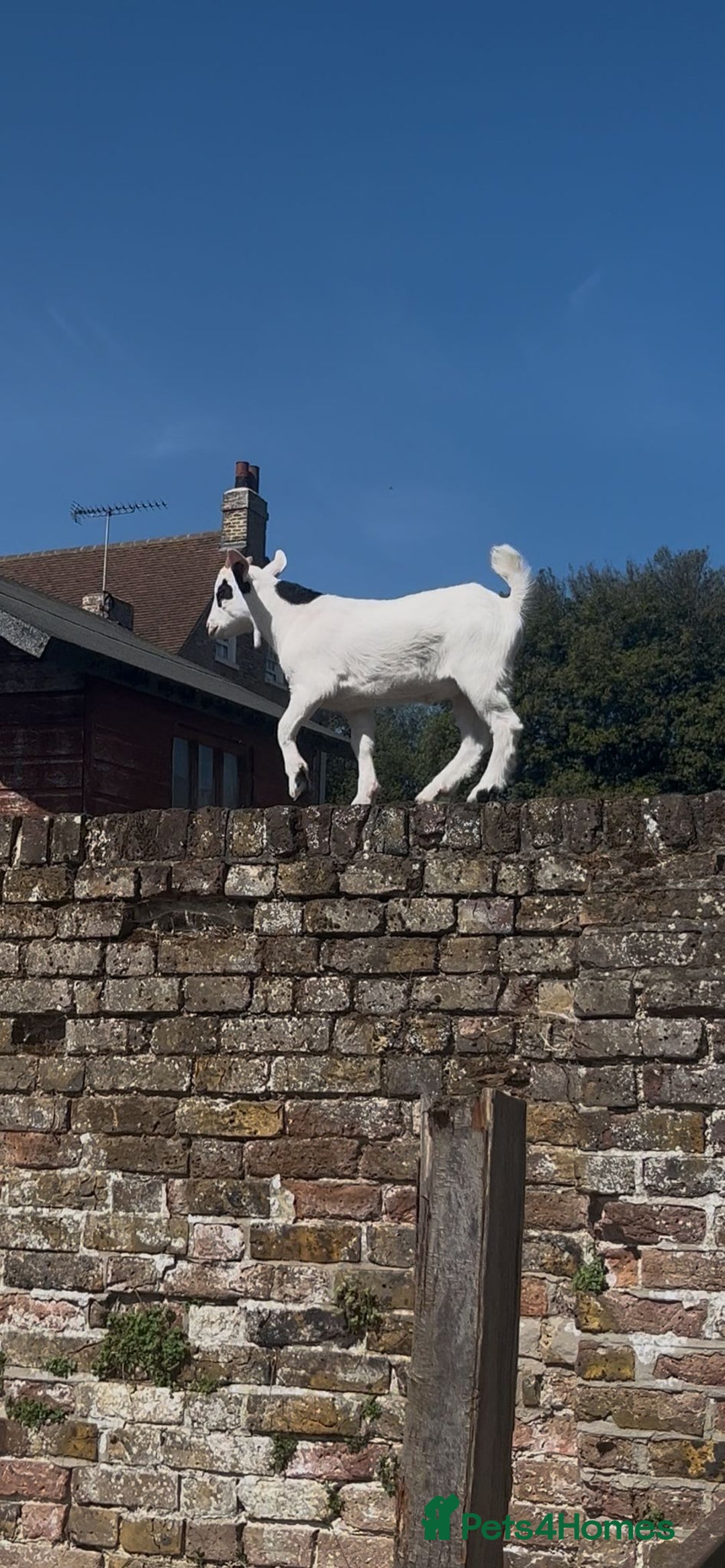 Goats livestock for sale: 2 male pygmy goats in need of new home - Image 2