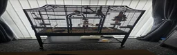 Conures birds for sale: Green checked conure  in Southampton - Advert 4
