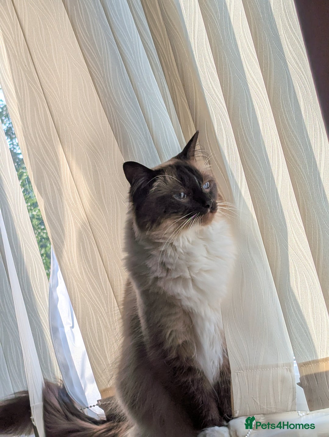 Ragdoll cats for sale: beautiful ragdoll boy for sale - Image 5