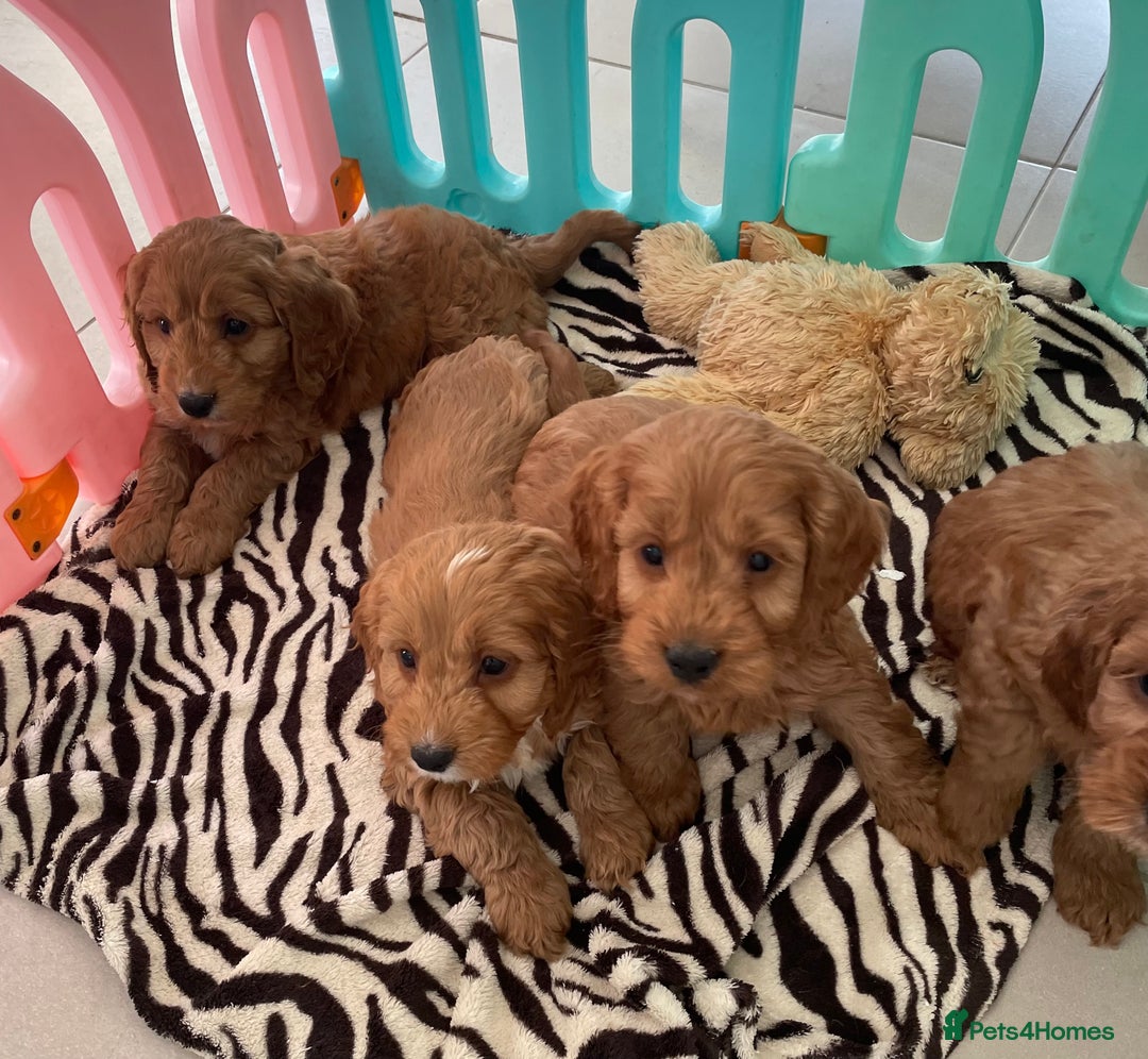 Cockapoo dogs for sale: F1 MINIATURE COCKAPOO PUPPIES DNA HEALTH TESTED  - Advert 16
