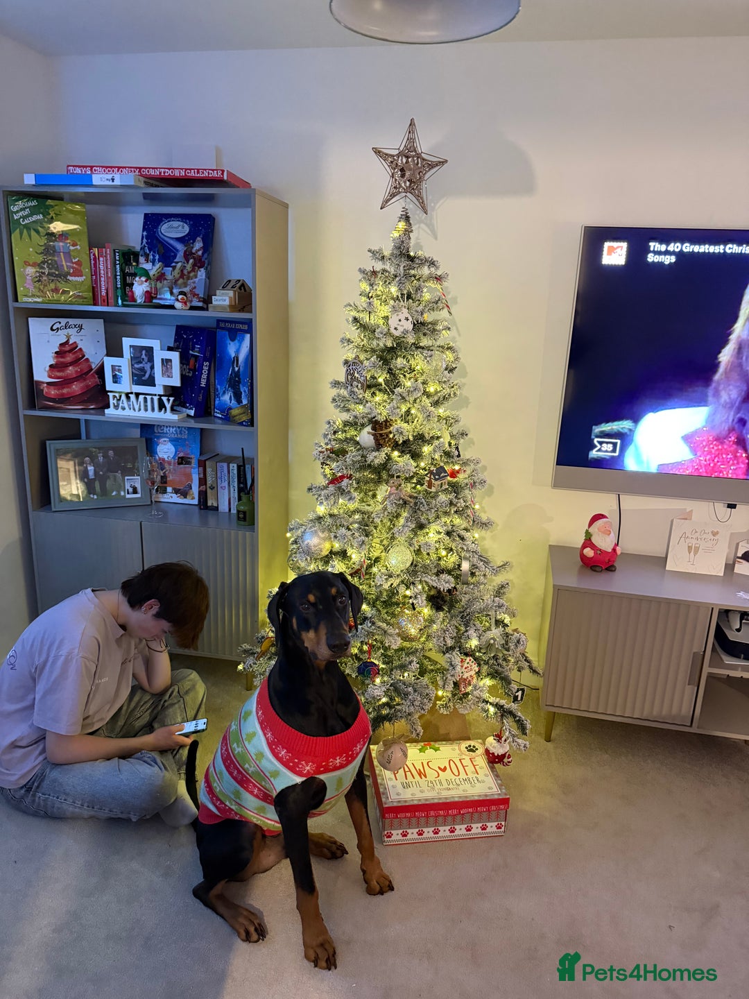 Dobermann dogs for sale: Wonderful Doberman for unfortunate adoption  - Advert 3