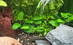 Shrimps fish for sale: Multiple fish & shrimp, please see description  - Image 4