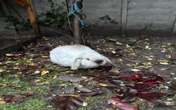 Mini Lop rabbits for sale: Two female rabbits  - Image 1