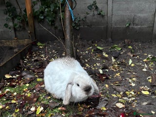Mini Lop rabbits for sale - Advert 1
