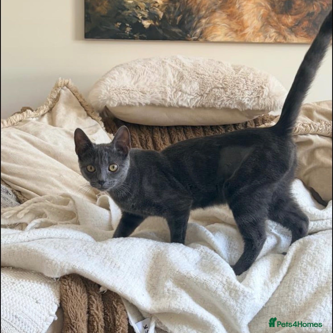 Domestic Shorthair cats Mabel, approx 7 months old - Advert 3