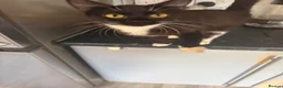Mixed Breed cats for sale: Female black and white cat  - Advert 3