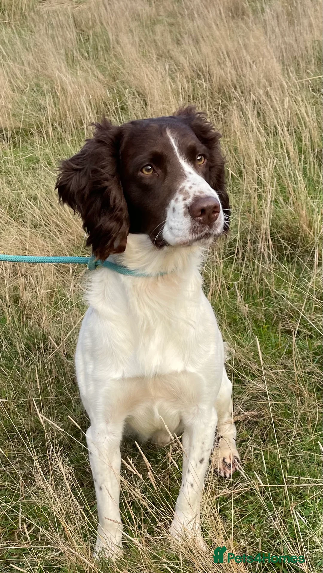 English Springer Spaniel dogs for stud: Fully health tested handsome springer for stud in Tewkesbury - Advert 3