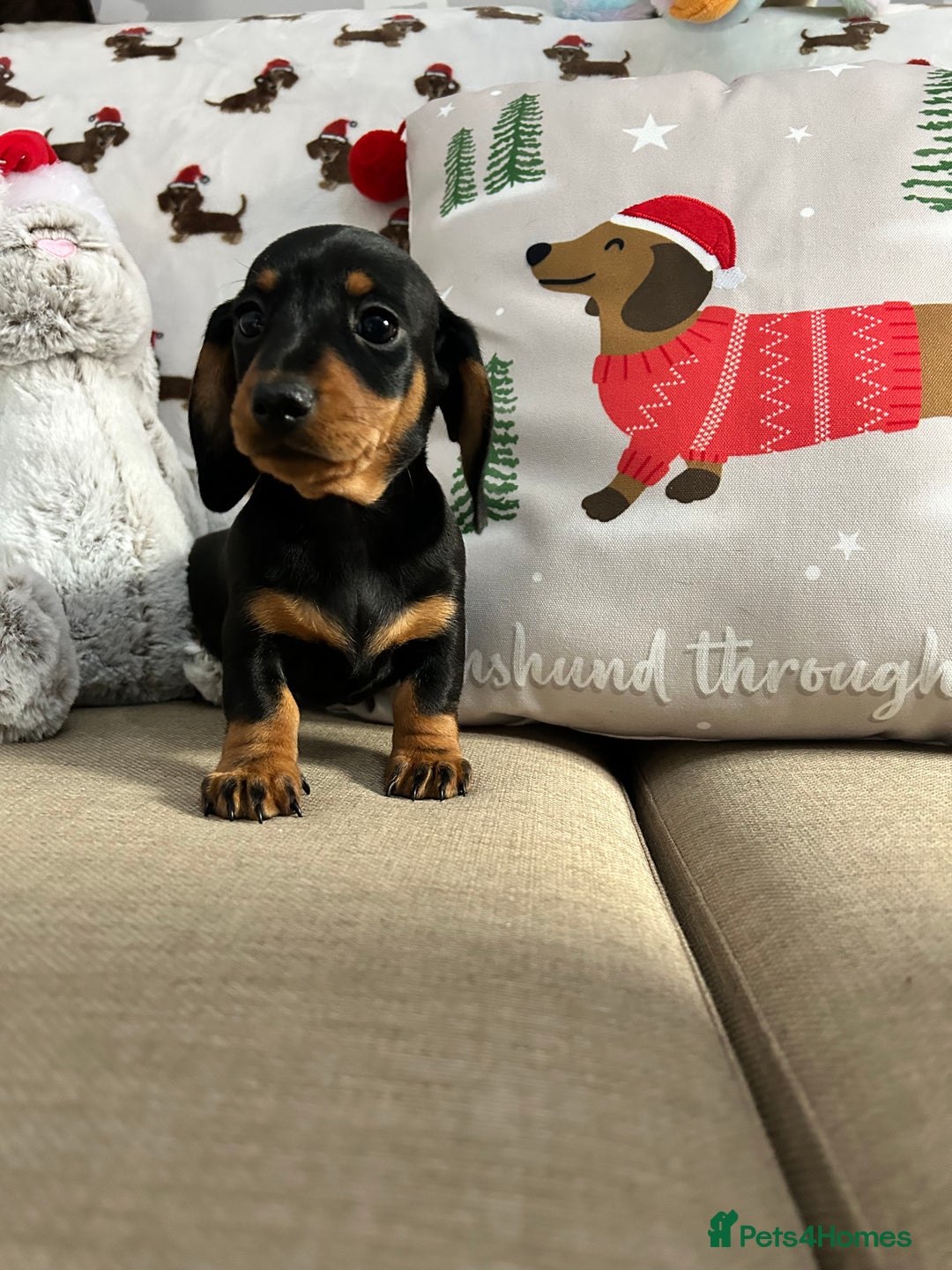 Miniature Dachshund dogs for sale: Miniature Smooth Dachshund Puppies  - Advert 13