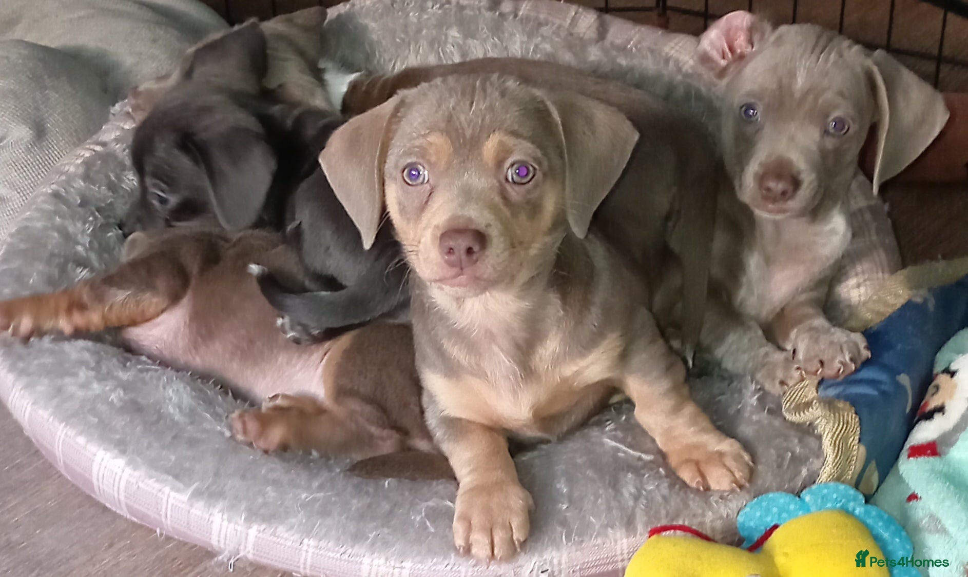 Dachshund dogs Beautiful, smart dachshund  - Advert 1