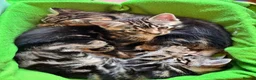 Bengal cats for sale: Bengal cross kittens  - Advert 5
